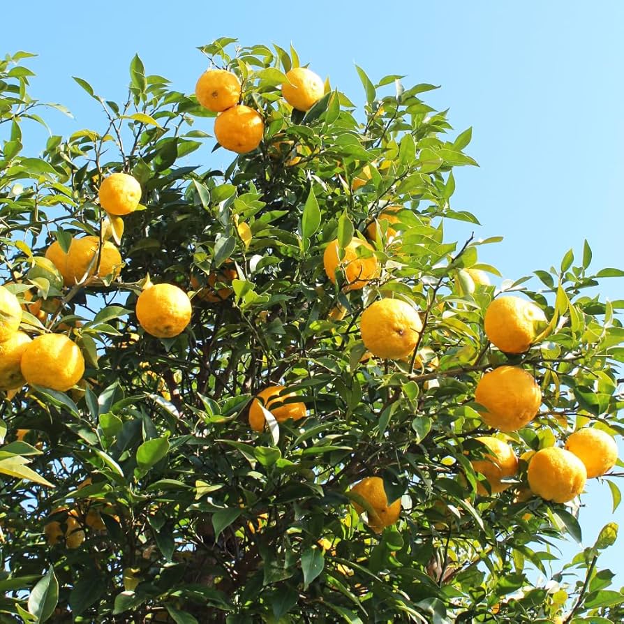 ◆柚子＊◆ Yuzu Mandarin Orange Grafted Plant Citrus Junos Fruit Tree